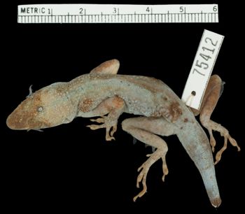 Media type: image;   Herpetology R-75412